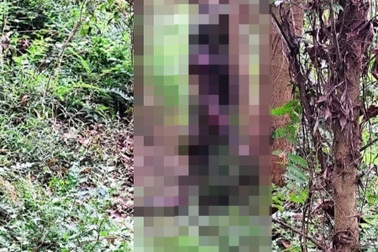 Phát hiện thi thể ngồi tựa vào gốc cây trong rẫy keo