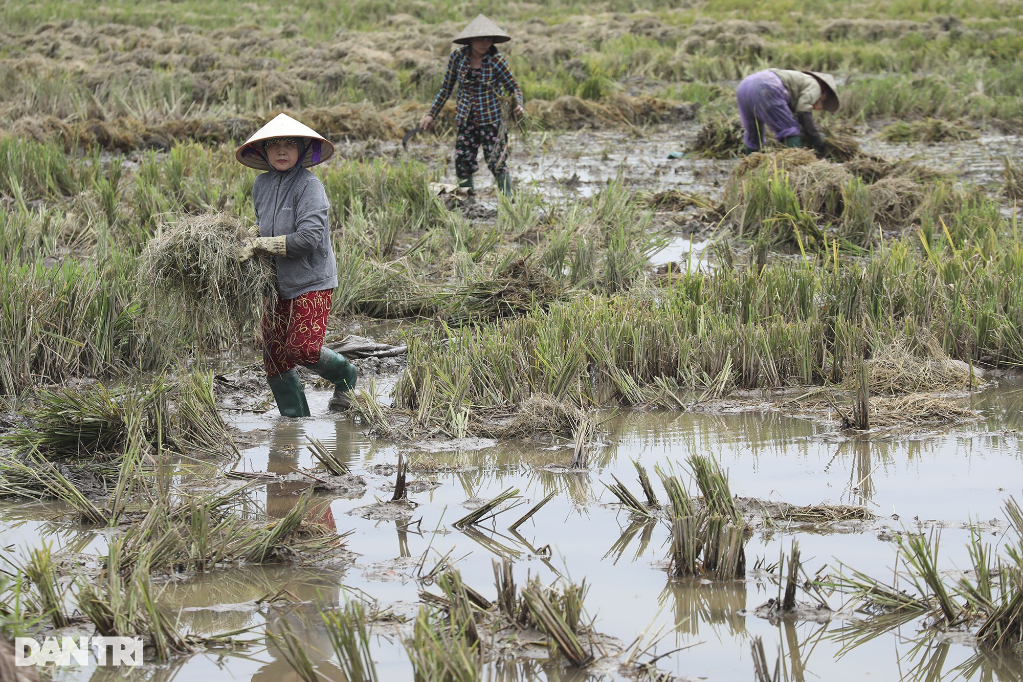 Những mùa lúa cuối cùng vùng ngoại thành Hà Nội - 9