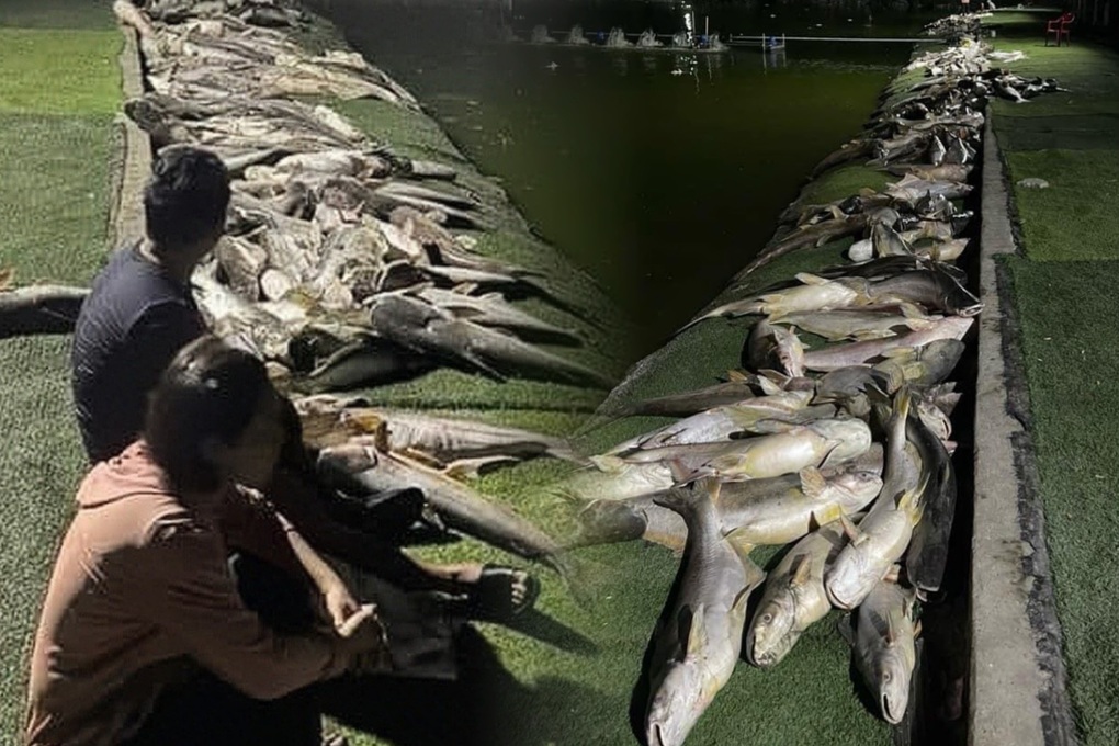 Chủ hồ câu khóc nghẹn, vớt xác 13.000 con cá bự chết ngạt