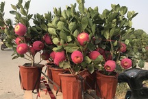 Bỏ tiền thật mua cây giả: Khi "thượng đế"... sập bẫy!