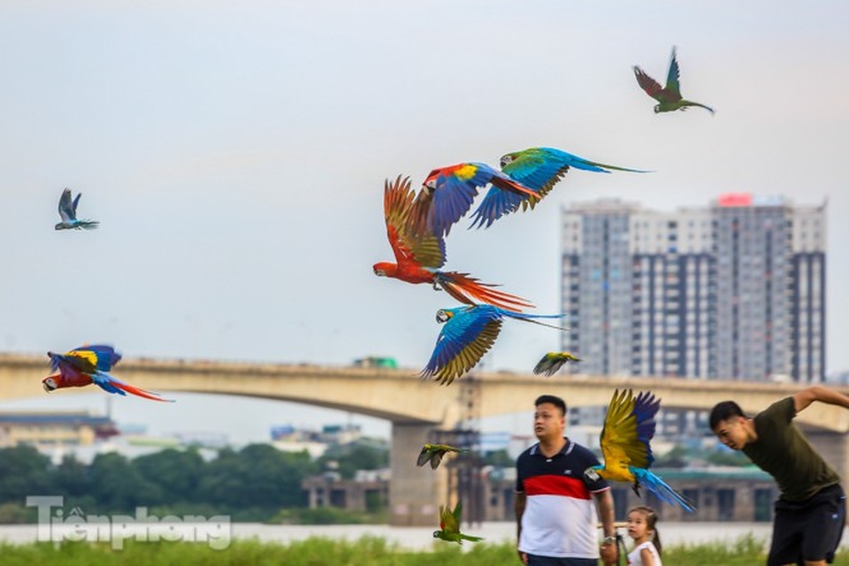 Ngắm vẹt sặc sỡ có giá nghìn đô của dân chơi Hà thành - 11 Ngắm vẹt sặc sỡ có giá nghìn đô của dân chơi Hà thành - 11