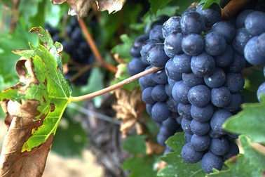 Các nhà khoa học đã khám phá ra lợi ích bất ngờ của nho