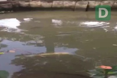 Hai "cụ" cá bạch tạng ở chùa Pôthi Somrôn, ở phường Châu Văn Liêm, quận Ô Môn, TP Cần Thơ.