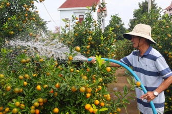 Thủ phủ quất cảnh Hội An tất bật vào vụ làm ăn lớn nhất năm
