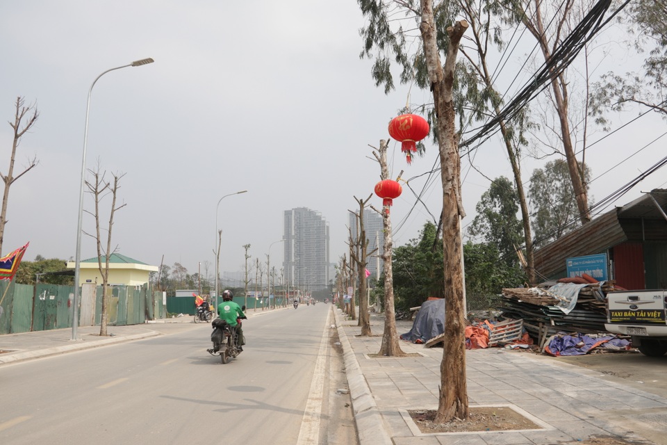 Hà Nội: Hàng trăm cây xanh chết khô trên con đường mới mở - 13 Hà Nội: Hàng trăm cây xanh chết khô trên con đường mới mở - 13