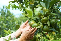 Trồng cây ăn quả sạch, nữ nông dân kiếm hơn nửa tỷ đồng mỗi năm