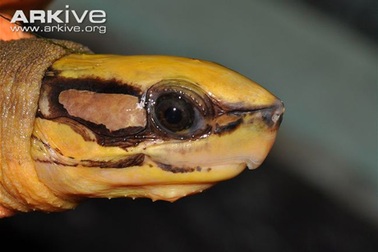 3 loài rùa "biến hình" lạ lùng nhất ở Việt Nam