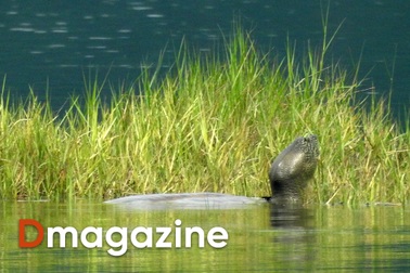 "Cá thể rùa 150kg ở Đồng Mô từng dìm thuyền của chúng tôi chúi xuống nước"