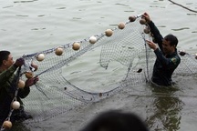 Đếm... kịch tính cuộc lai dắt cụ Rùa