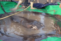 Bắt được cá nước ngọt lớn nhất thế giới nặng 300kg trên sông Mekong