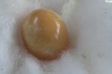 Cô gái nghèo "đổi đời" nhờ nhặt được viên ngọc trai quý hiếm khi ăn ốc