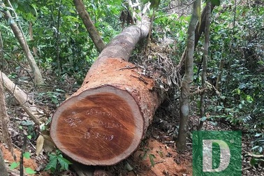 Vụ phá rừng gỗ lim tại Quảng Bình: Khởi tố nguyên trạm trưởng trạm bảo vệ rừng