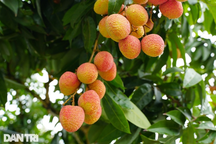 Mỗi ngày bạn nên ăn bao nhiêu quả vải?