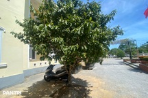 Đào loạt gốc mai trước ngày bàn giao trụ sở vì lo... không người chăm sóc