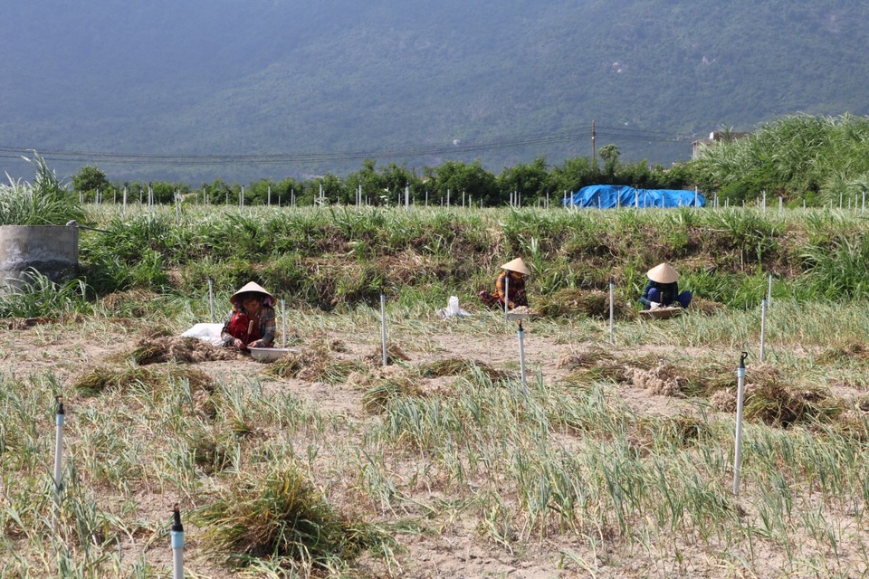 Khánh Hòa: Người làm nghề trồng tỏi thấp thỏm vì giá bán giảm sâu - 1 Khánh Hòa: Người làm nghề trồng tỏi thấp thỏm vì giá bán giảm sâu - 1