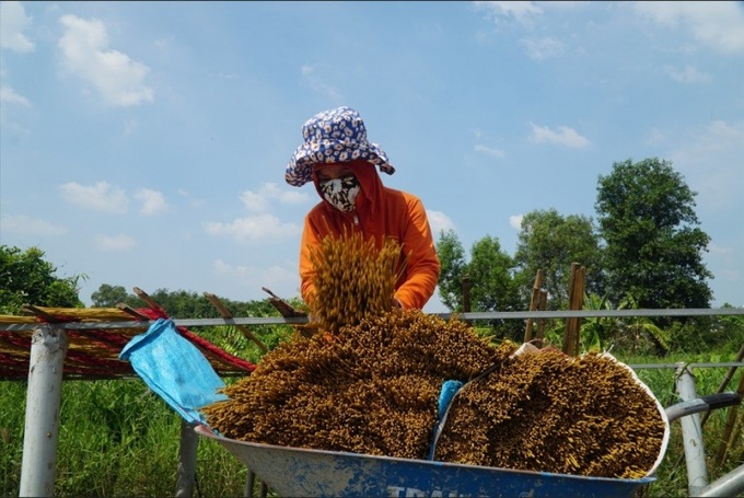 Làm nghề nhang gần 20 năm, bà Thanh (54 tuổi) cho biết, người dân ở làng nhang Lê Minh Xuân se nhang quanh năm, nhưng tất bật nhất là vào cuối năm khi có nhiều dịp lễ quan trọng như Tết Nguyên đán, Rằm tháng Giêng,...
