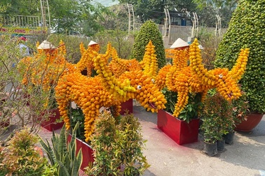 Trâu kiểng độc lạ vài chục triệu đồng; buôn mai, đào "buồn chưa từng thấy"