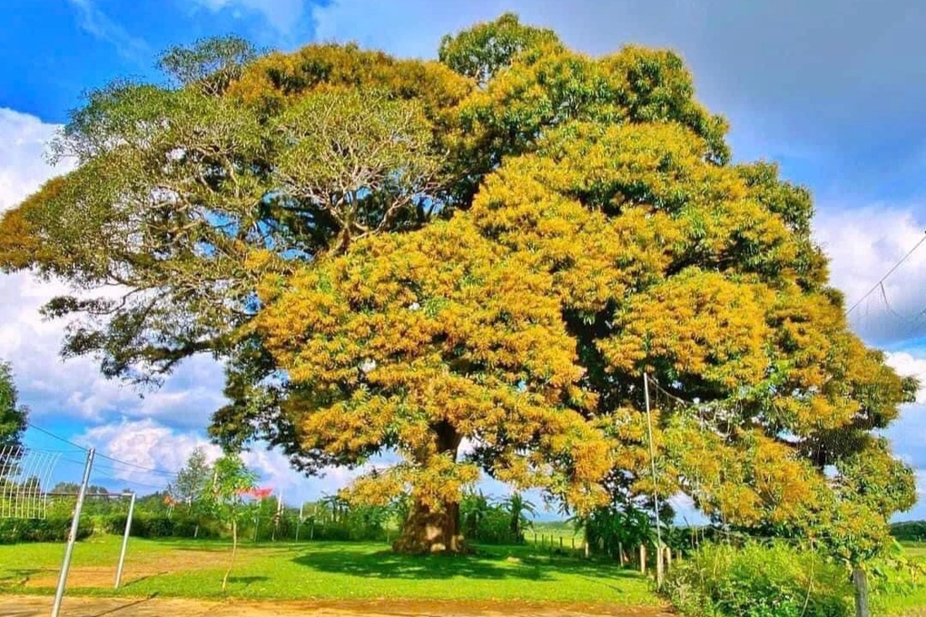 Cây trôi 800 tuổi có kiểu ra hoa lạ thường được công nhận cây di sản - 1 Cây trôi 800 tuổi có kiểu ra hoa lạ thường được công nhận cây di sản - 1