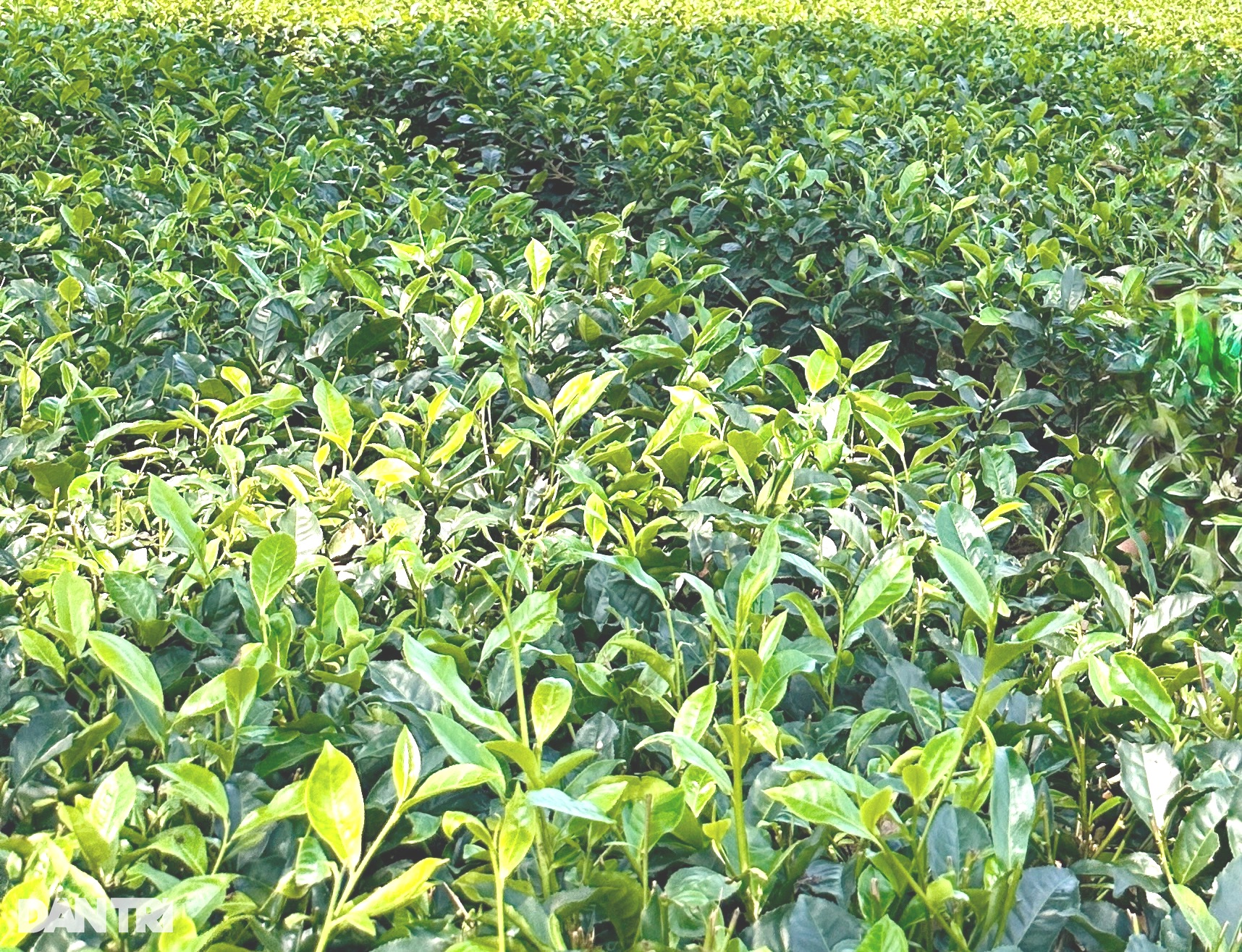 11 lợi ích bất ngờ từ việc uống trà - 2