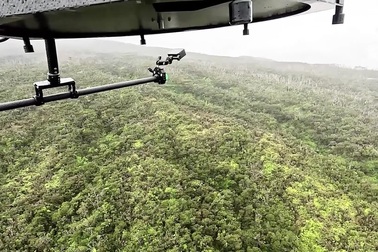 Thả hàng triệu con muỗi từ trên cao xuống rừng, cứu chim quý hiếm biến mất