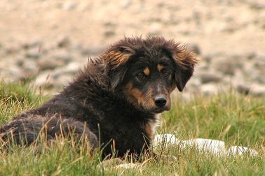 Chó lang thang có thể lây bệnh và giết chết các động vật hoang dã