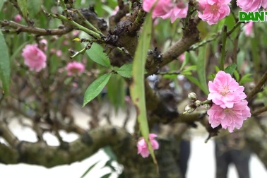 "Cụ đào" cao 6m, nặng hơn 2 tấn với giá cho thuê gần 100 triệu đồng