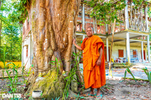 Độc lạ cặp vải thiều 300 tuổi ở An Giang được xem là báu vật