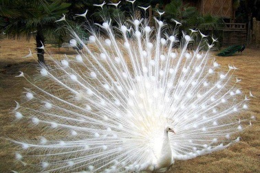 “Bạch khổng tước” kì lạ hiếm thấy ở thủ đô