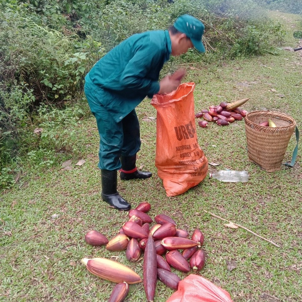 Người dân xã Tam Hợp, huyện Tương Dương lên rừng hái búp chuối về ủng hộ cho bà con miền xuôi chống dịch Covid-19. Người dân xã Tam Hợp, huyện Tương Dương lên rừng hái búp chuối về ủng hộ cho bà con miền xuôi chống dịch Covid-19.
