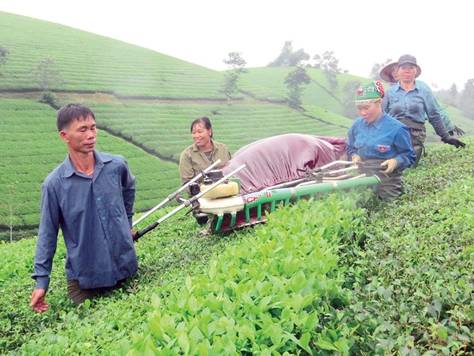 Người dân huyện Tân Sơn áp dụng tiến bộ kỹ thuật trong sản xuất chè. Ảnh: HC.