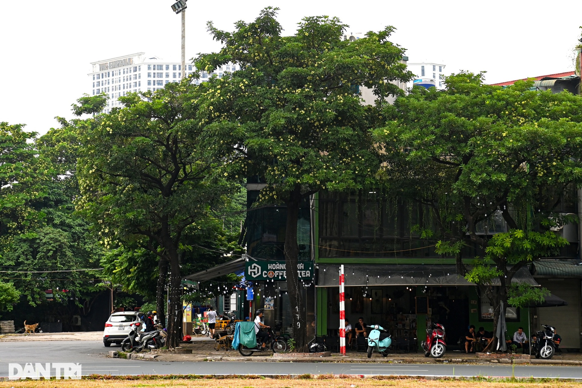 Người dân ám ảnh trước mùi hoa sữa đặc trưng của Hà Nội - 9 Người dân ám ảnh trước mùi hoa sữa đặc trưng của Hà Nội - 9