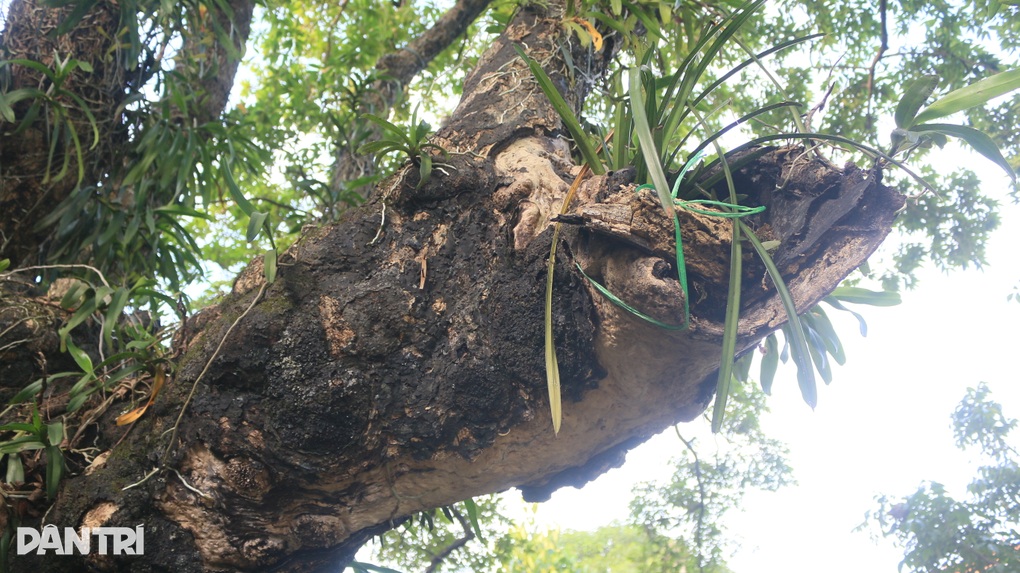 Cận cảnh cây thị 992 năm tuổi có gốc xù xì, chứa được cả người trong thân - 6 Cận cảnh cây thị 992 năm tuổi có gốc xù xì, chứa được cả người trong thân - 6