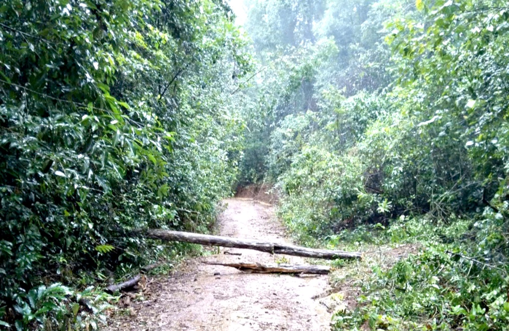 Cây rừng đổ trúng gia đình 3 người, bé gái 2 tuổi tử vong - 1 Cây rừng đổ trúng gia đình 3 người, bé gái 2 tuổi tử vong - 1