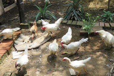 Đàn gà rừng đột biến gen 500 triệu đồng, đại gia Thái mua không bán