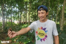 Trò vui bắt dế mang lại nửa triệu đồng mỗi ngày