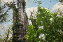 Cây cô đơn sống lâu nhất thế giới gần 5.500 năm đang "chết dần chết mòn"