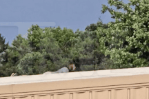 Khoảnh khắc nghi phạm nổ súng bắn ông Trump từ mái nhà