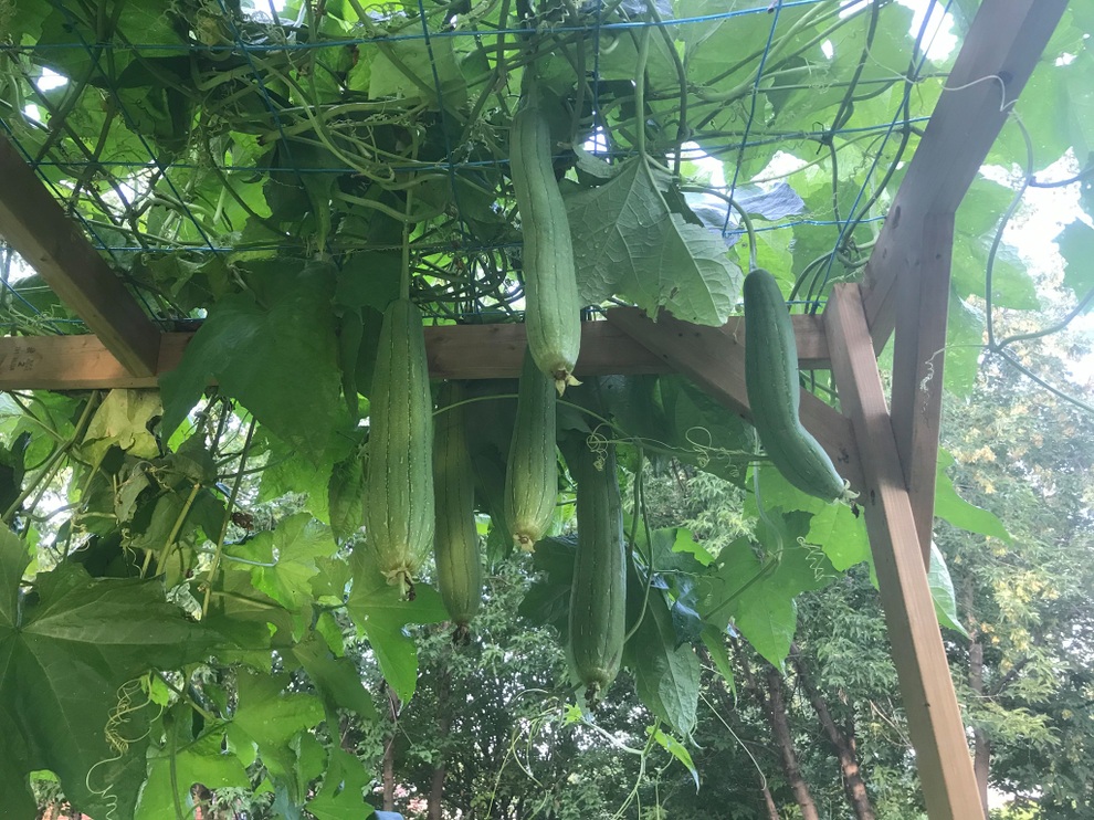 Vườn 600m2 yên bình, bội thu bầu, mướp của gia đình Việt Nam ở Canada - 7 Vườn 600m2 yên bình, bội thu bầu, mướp của gia đình Việt Nam ở Canada - 7