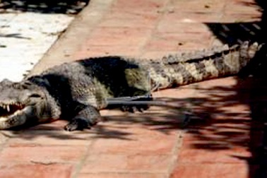 “Vua cá sấu” kiếm tiền tỉ ở Hà Nội