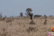 Đoạn kết khó tin của con linh dương bị cả đại bàng lẫn chó rừng săn đuổi