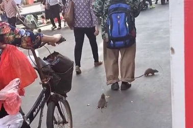 Kỳ quặc người đàn ông dắt chuột đi dạo trên phố như thú cưng