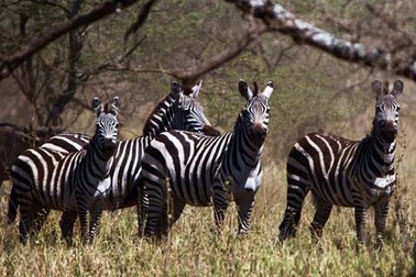 Vẻ đẹp tuyệt vời của thế giới động vật hoang dã tại Châu Phi