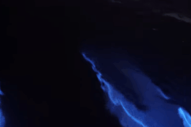 Ngoạn mục cảnh tượng siêu thực “cá heo phát sáng” dưới biển