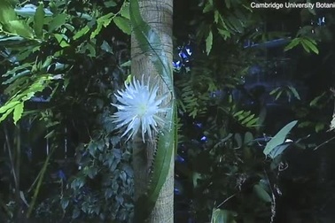 Hoa xương rồng "chóng nở chóng tàn" khiến hàng ngàn người "ngồi canh"