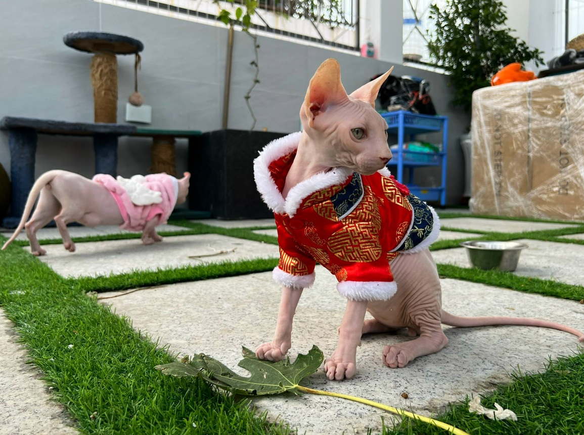 Cô gái chi 10 triệu đồng mỗi tháng nuôi đàn mèo trần trụi nhất thế giới - 10 Cô gái chi 10 triệu đồng mỗi tháng nuôi đàn mèo trần trụi nhất thế giới - 10
