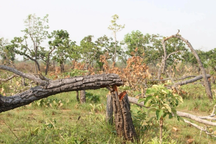 Gần 400ha rừng của Trung tâm bảo tồn voi bị suy giảm chưa rõ nguyên nhân