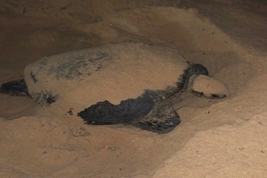 Những người tình nguyện làm "bà đỡ" cho rùa biển