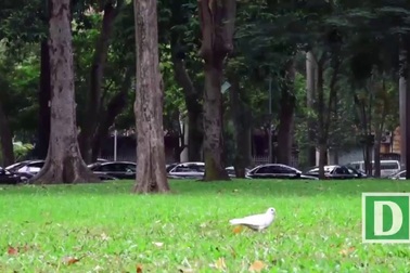 Du khách thích thú ngắm dàn xe phục vụ APEC 2017