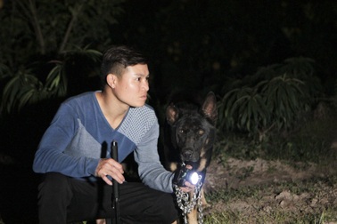 Dân trồng bưởi Diễn cổ thả chó, thức trắng đêm chống trộm dịp cận tết