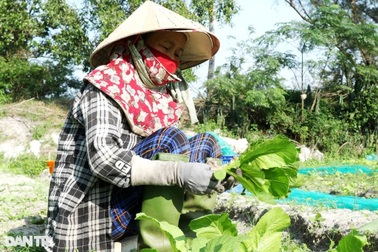 Cả làng ấm no nhờ "hóa xanh" vùng cát trắng nắng bỏng